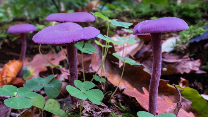 A cluster of deep purple amethyst deceiver fungi emerging from some fallen leaves at Sherringham Park in Norfolk